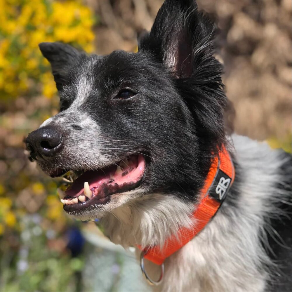 NWT Bully Billows 4cm Slip on Collar | Foam Padded - Orange XSmall OBO $35